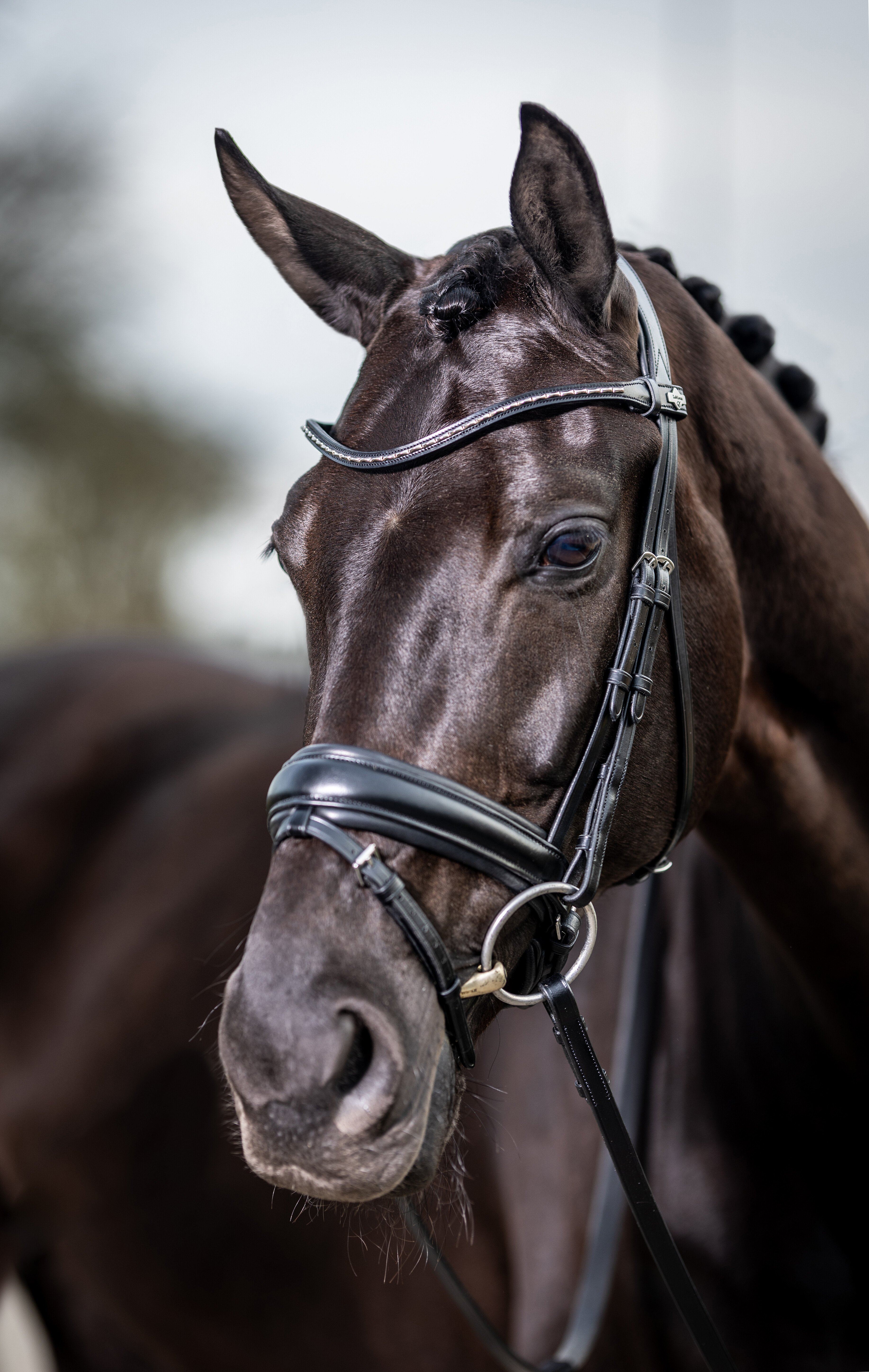 Classic Dressage Bridle - World Equestrian Brands