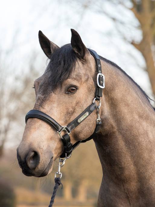 LeMieux Capella Halter at On The Bit Tack And Apparel – On The Bit Tack and  Apparel